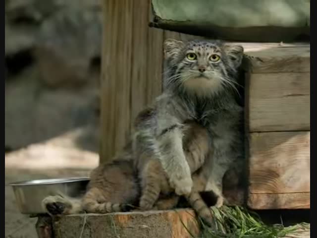 В новосибирском зоопарке родились 6 котят манула