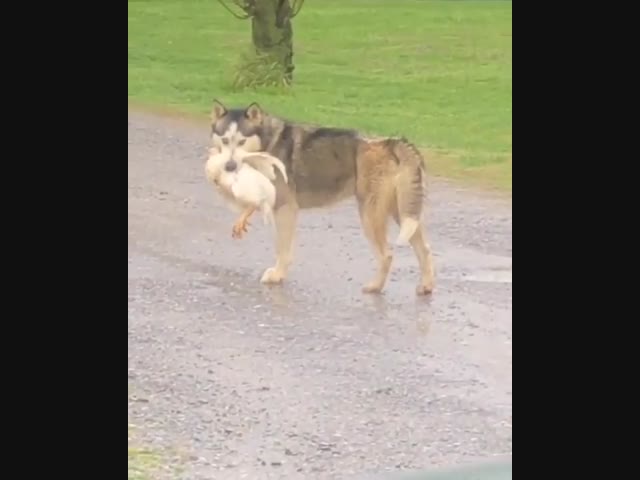 Попался с поличным