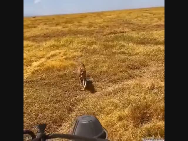 В поисках тени