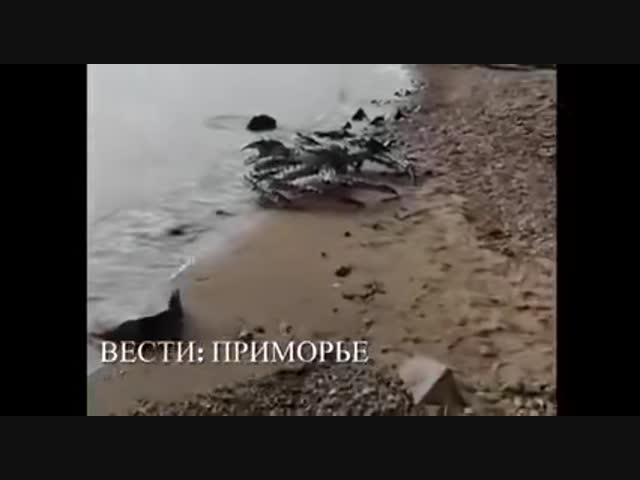 Что это за чудовище???