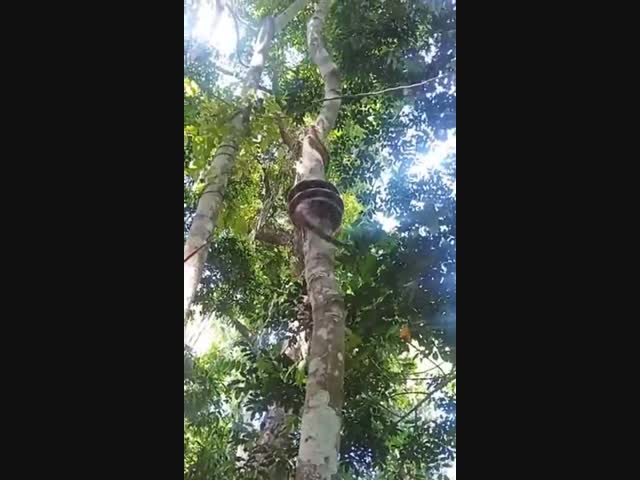 Питон карабкается на дерево