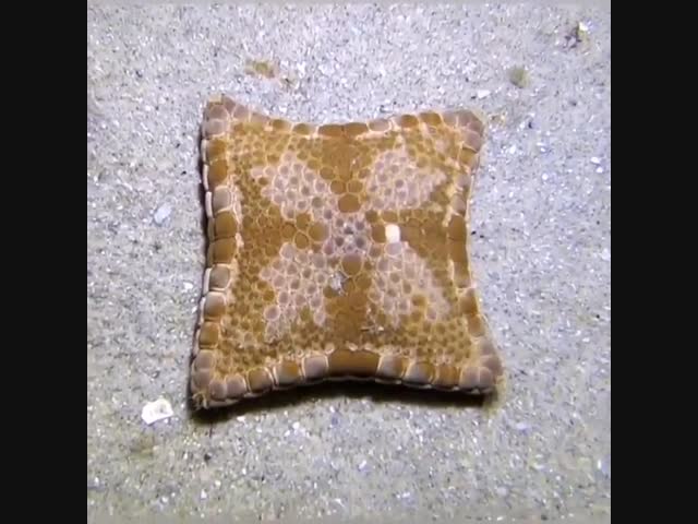 Морская звезда-печенье