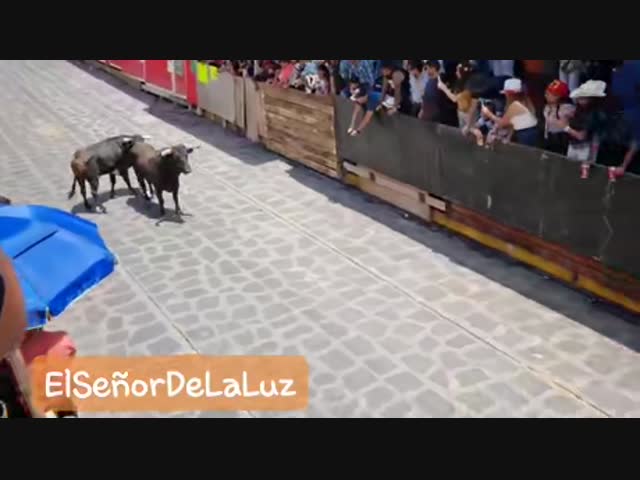 С быками шутки плохи