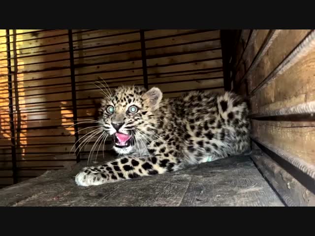 Маленький леопард