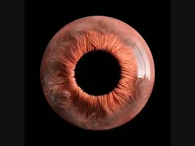 Человеческий глаз под микроскопом