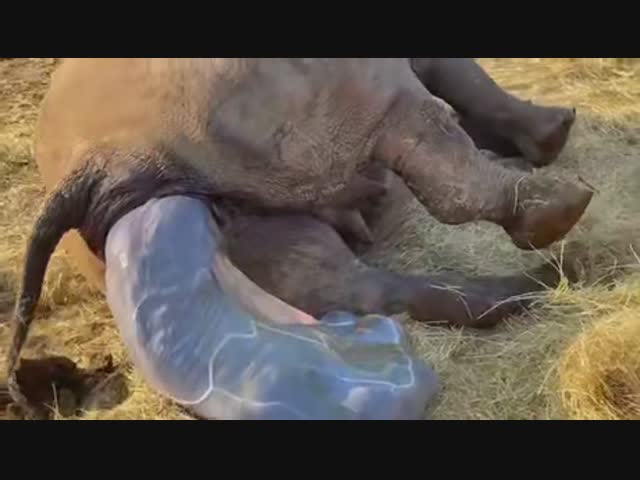 Доставка носорога в красивой упаковке