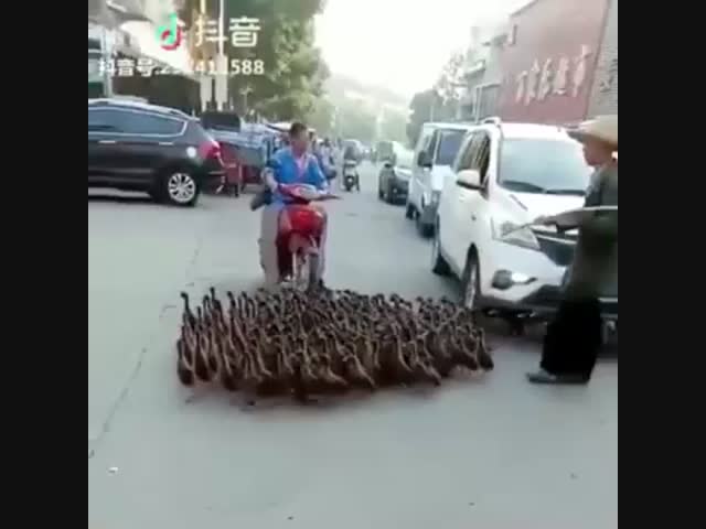 Повелитель уток