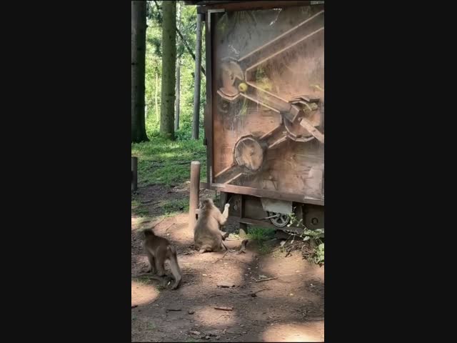 Удивительные способности обезьян