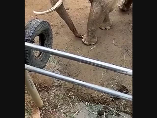 В китайском зоопарке слон вернул ребенку упавшую в вольер обувь