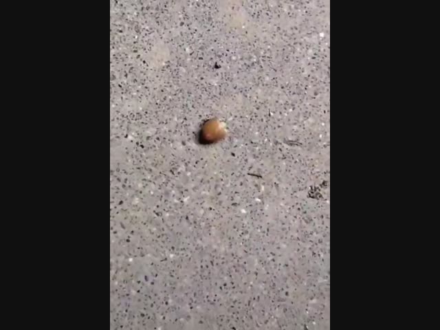 Я клянусь, еда была здесь!