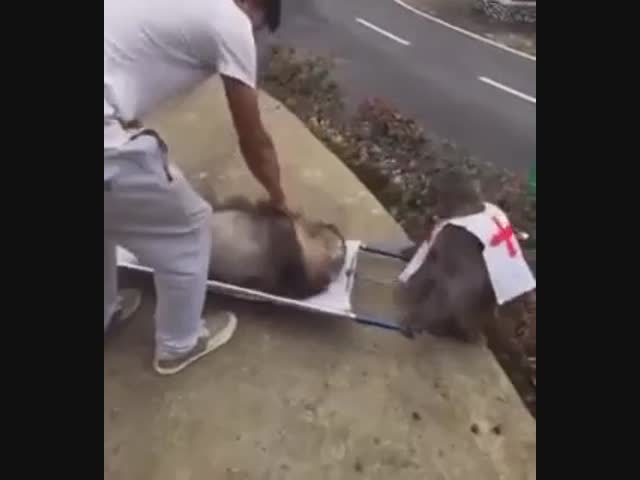 Обезьянья скорая медицинская помощь