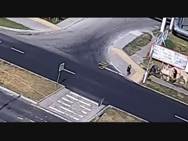 Слепоглухонемой водятел