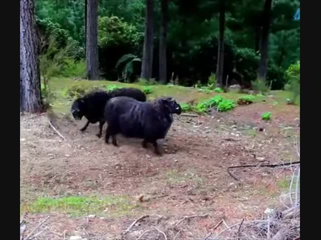 Профессиональный боец