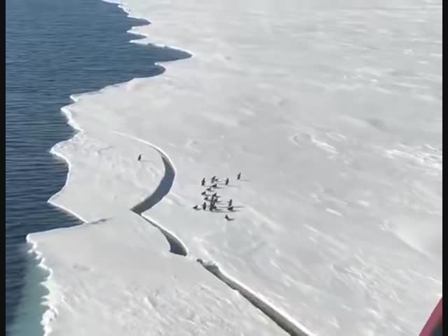 Пингвин спасся с оторвавшейся льдины в последнюю минуту