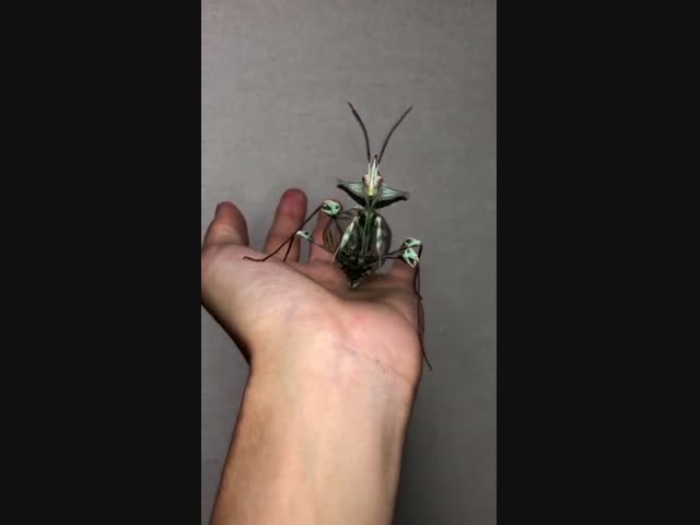 Что ты такое?