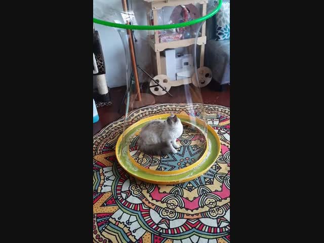 Вот и поймали котика в ловушку