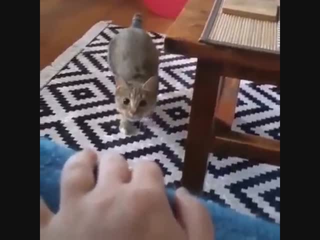 Кот прижал ухо в полёте, чтобы не задеть стол