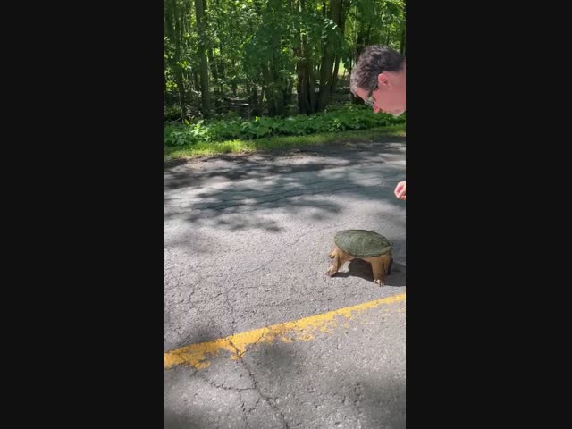 Водитель решил перенести черепаху в безопасное место