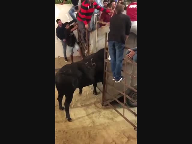 Случай на португальской корриде