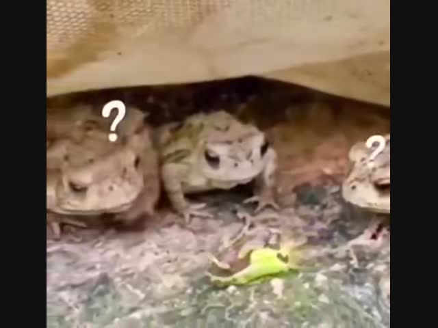 Ползёт что-то аппетитное, но ядовитое 