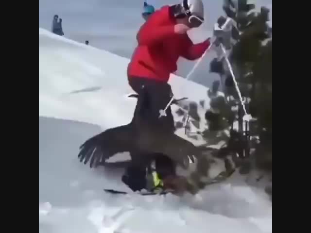 Глухарь и отдыхающий