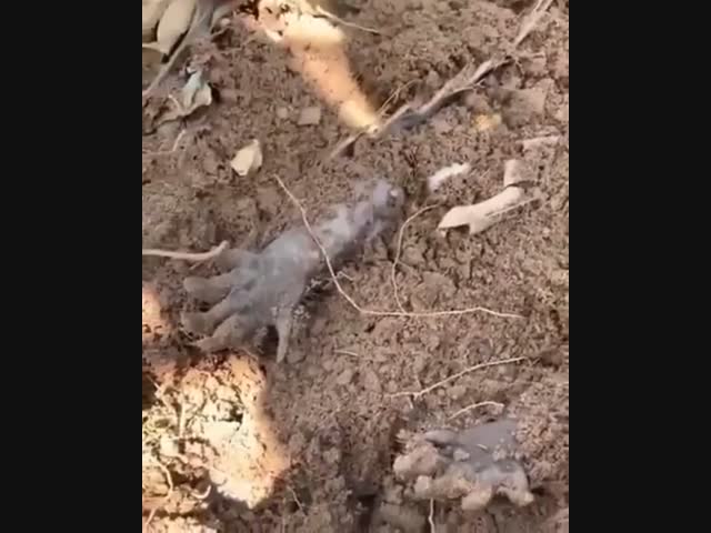 Замаскировался