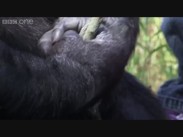 Ничего необычного, просто шимпанзе разводит костер и жарит себе маршмэллоу
