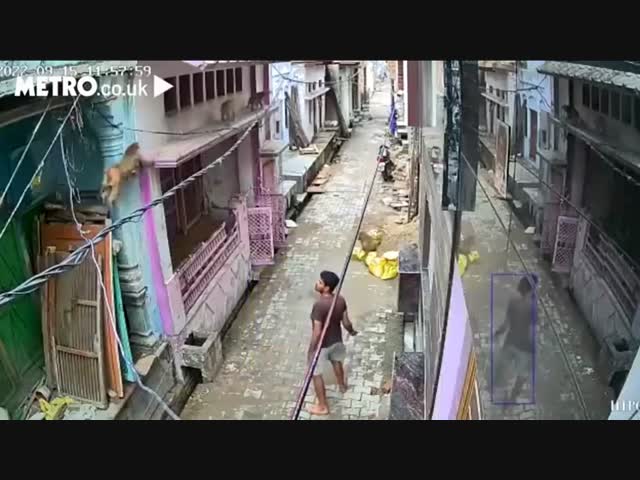 Сволочь хвостатая!