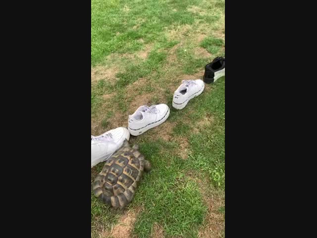 Черепаха Томми не любит чёрные кроссовки
