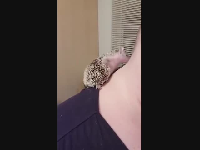 Ж*пка чешется