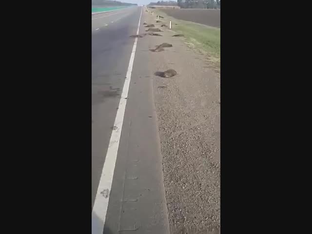 Погибла вся кабанья семья