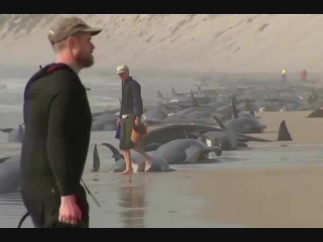 Больше 200 китов выбросились на берег в Тасмании