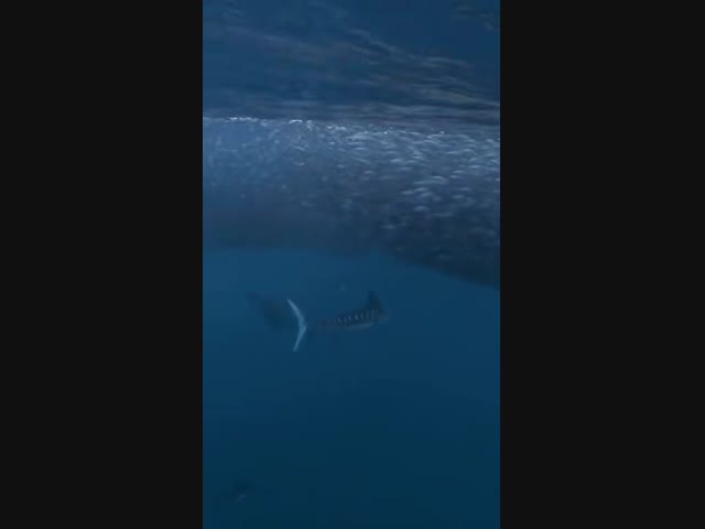 Подводная охота