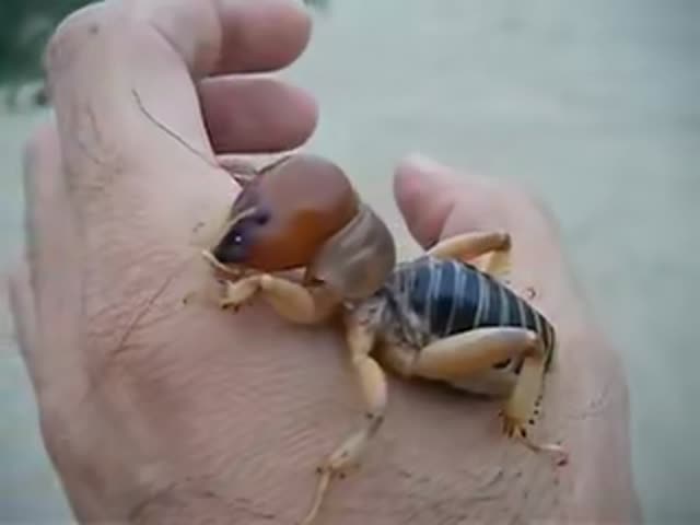 Что это такое?