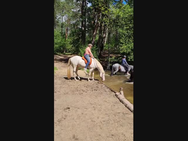 Лошадка с водобоязнью