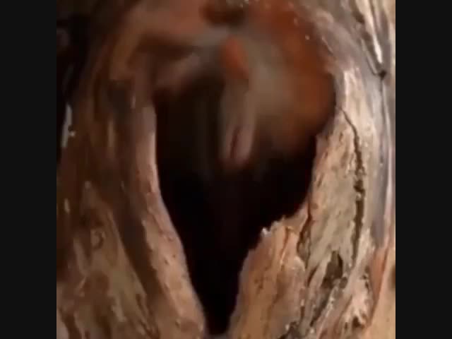 Как спят белки