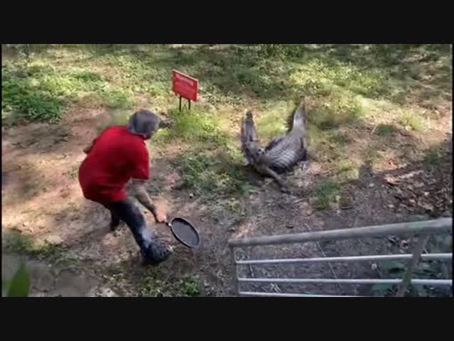 - А ну назад, чешуйчатый!