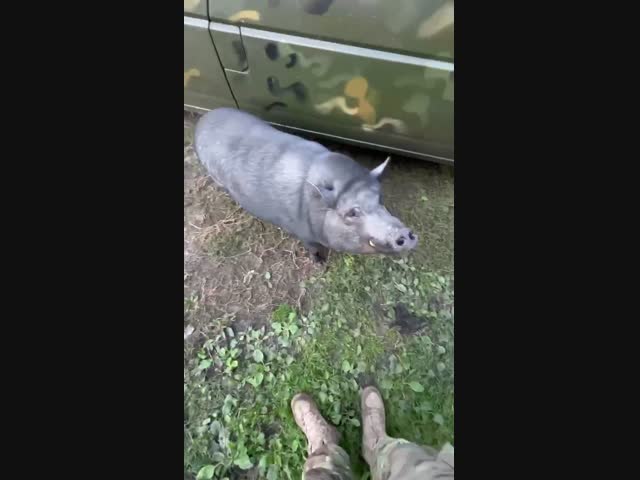 Дрессировка дикого кабана