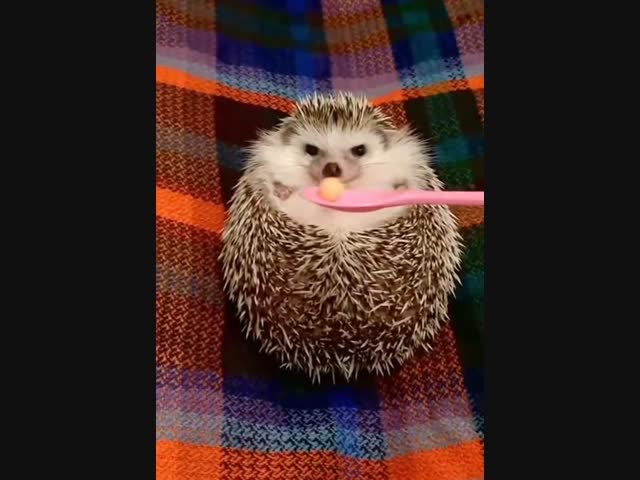 У ежа отрасли ноги, когда он почувствовал запах еды