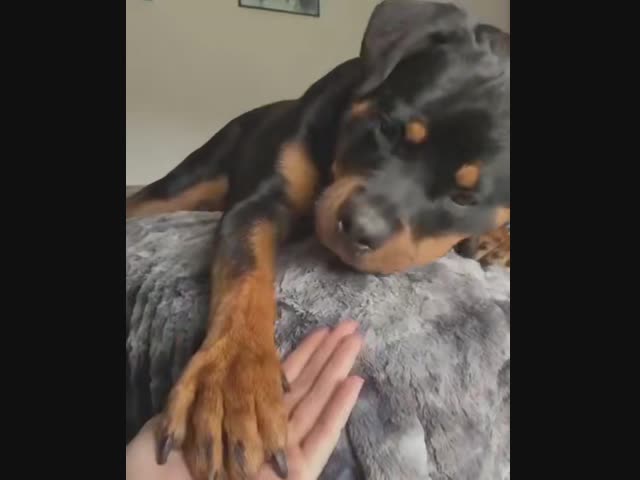 Друг человека