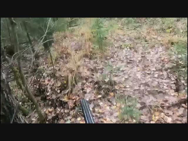 Охотник пощадил медведицу с медвежатами