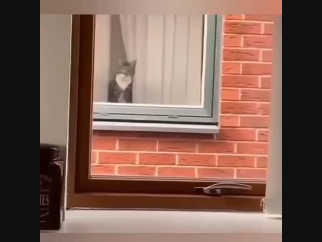 Очень любознательный сосед напротив