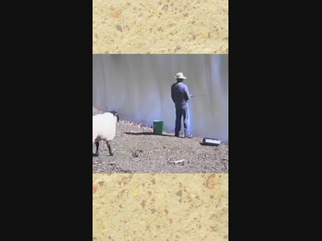 Дурной баран