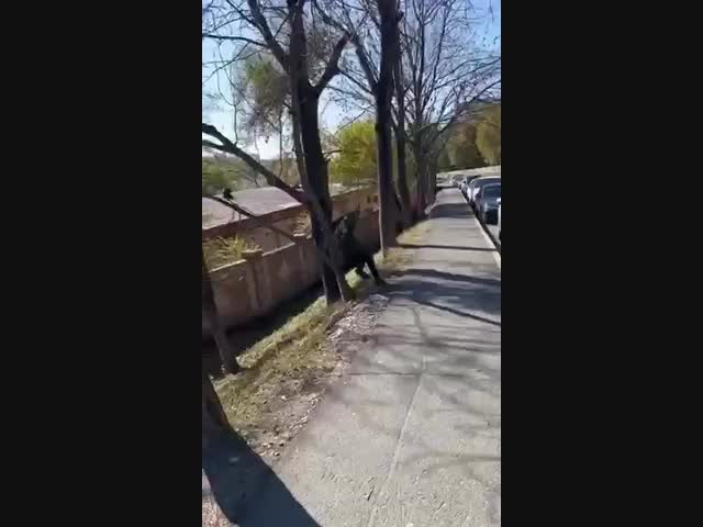 Затянувшиеся проводы в армию