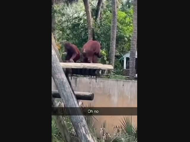 Обезьяны тоже завидуют