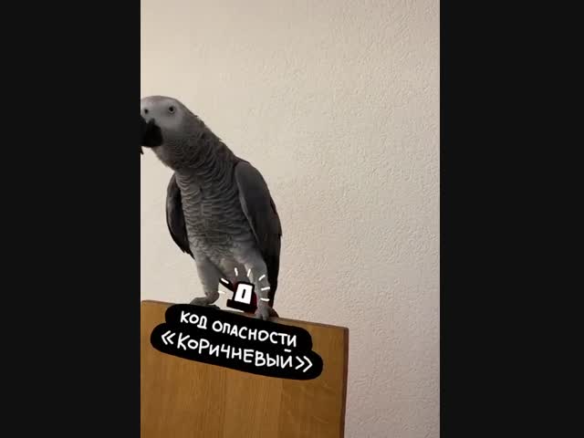 Культурный попугай, довольная хозяйка (со звуком)