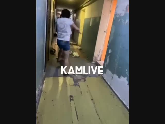 Маргиналы и кошачий приют