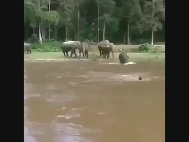 Посмотрите на реакцию слона, когда человек попросил помощи в воде