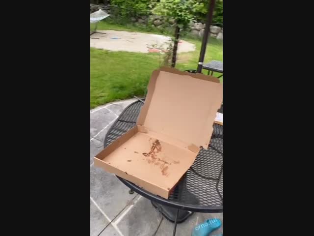 Пицца улетела