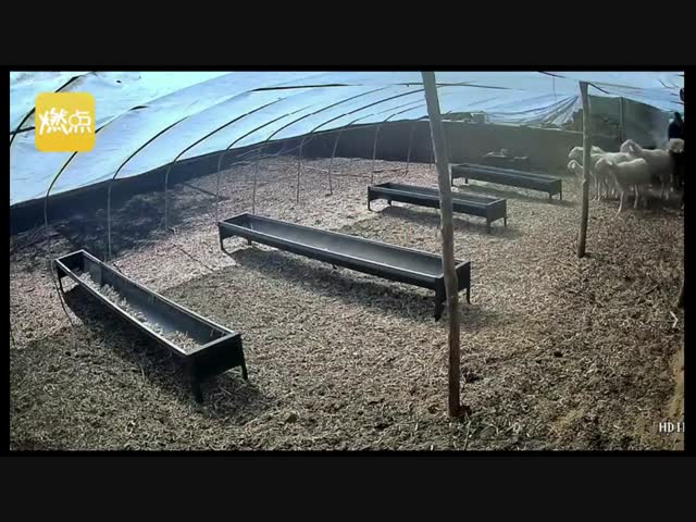 Овцы-убийцы